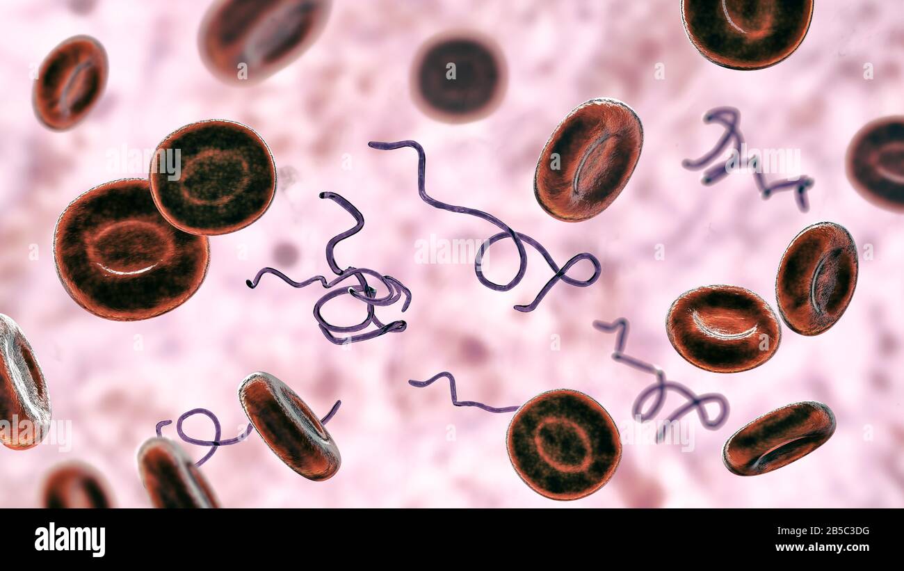 Batteri Borrelia nel sangue, illustrazione Foto Stock