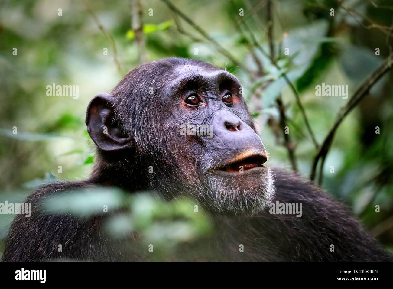 Scimpanzé al Kibale National Park Uganda (Pan troglodytes) Foto Stock
