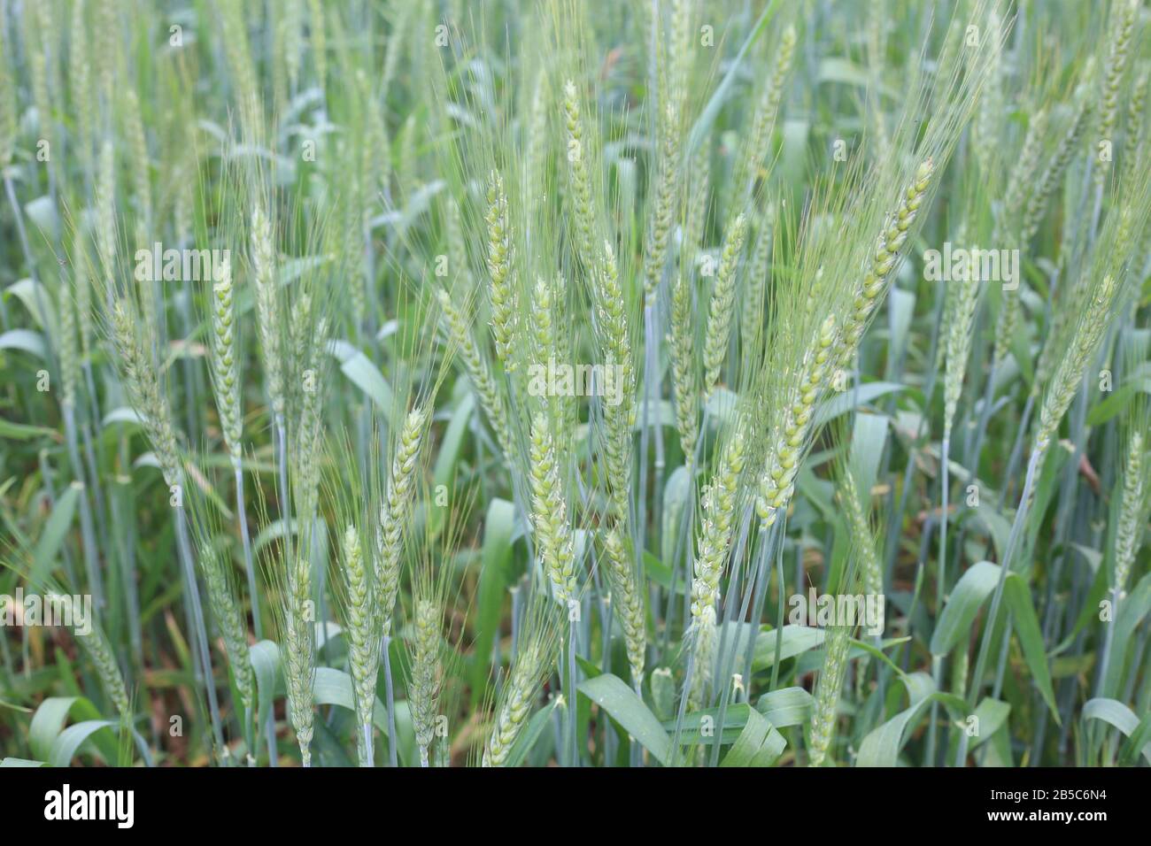 Coltivatore che esamina pianta di grano giovane in campo agricolo Foto Stock