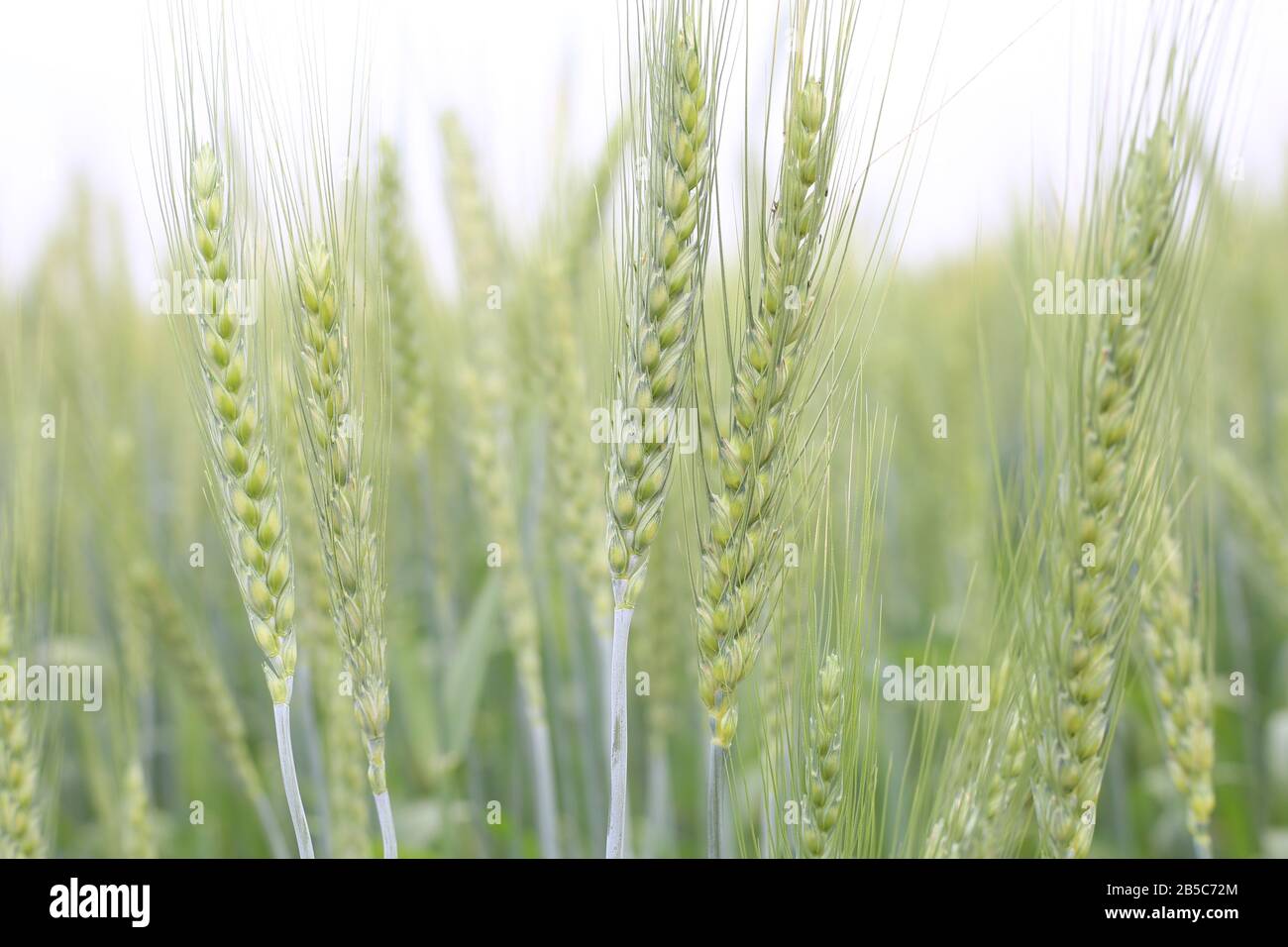 Settore agricolo del Grano giovane antenna Foto Stock