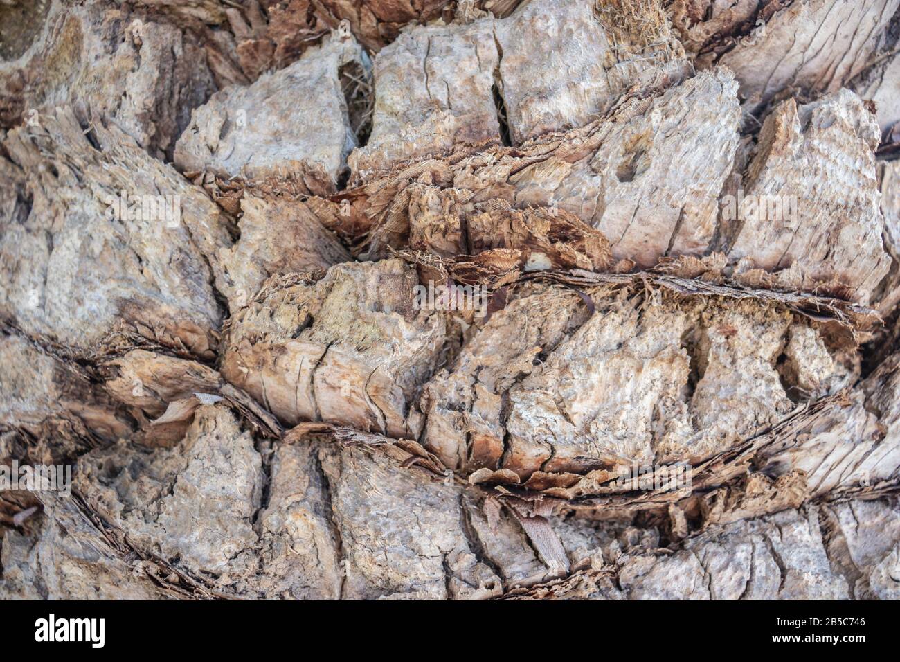 Corteccia di Palm. Sfondo esotico con posto per il testo. Foto Stock