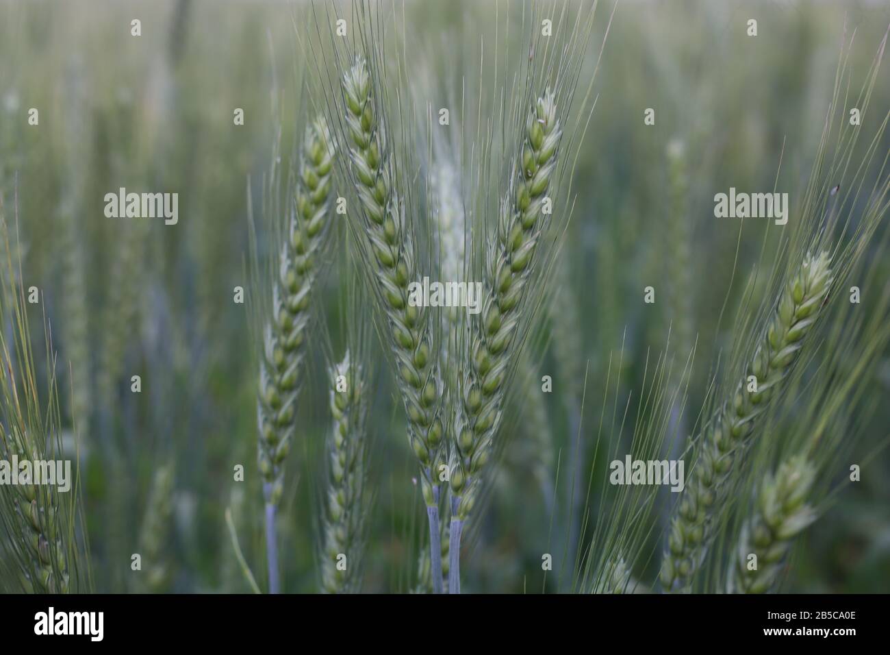 Giovani Piantine Di Grano Che Crescono In Un Suolo Foto Stock