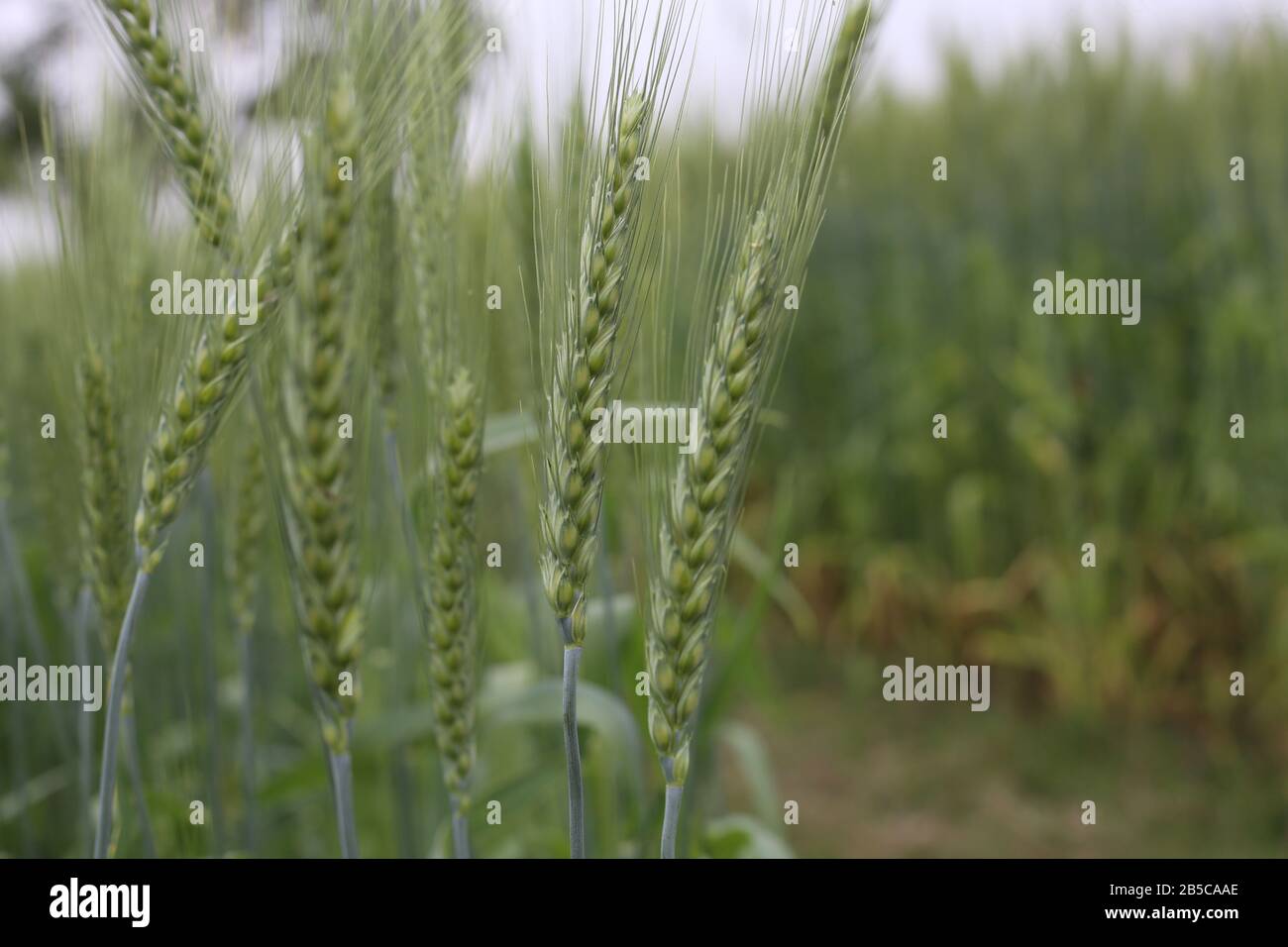 Cerchi nei campi di grano immagini e fotografie stock ad alta
