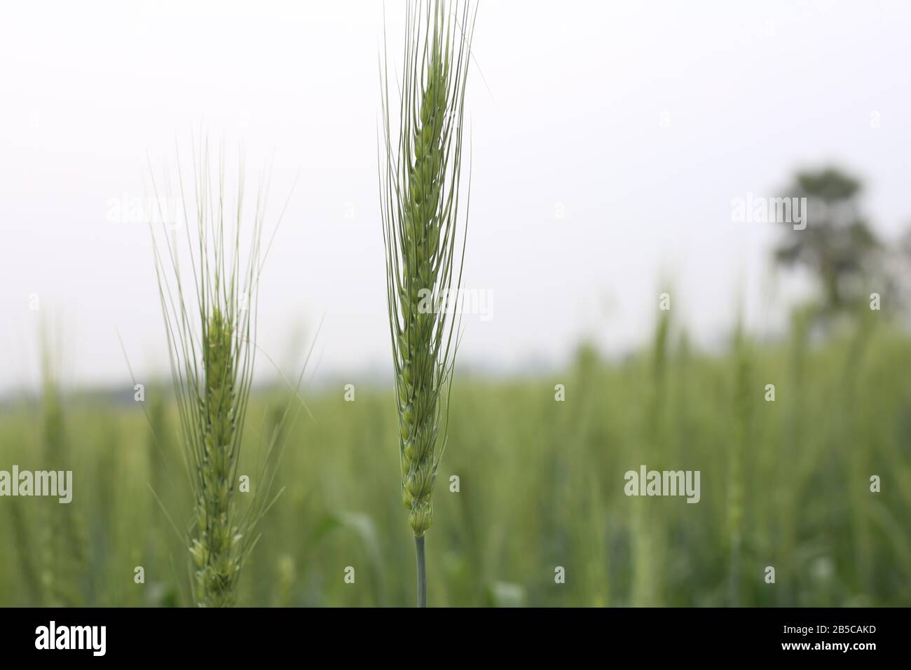 Grano Giovane Che Cresce In Campo Di Green Farm Foto Stock