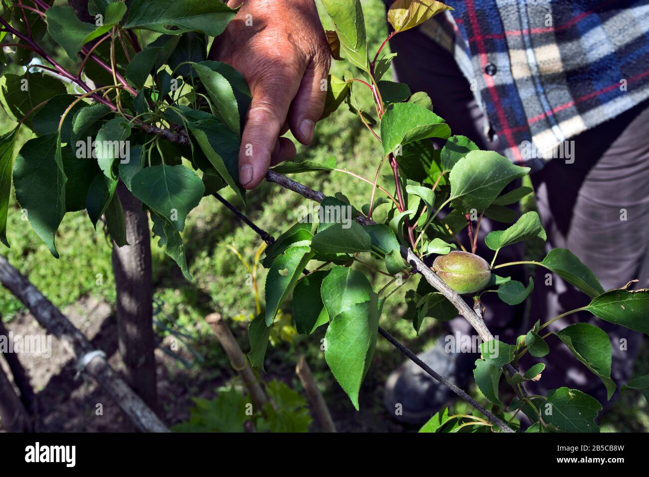 Contadino, osserva la qualità del frutto di albicocca giovane, cruda, immatura. Foto Stock