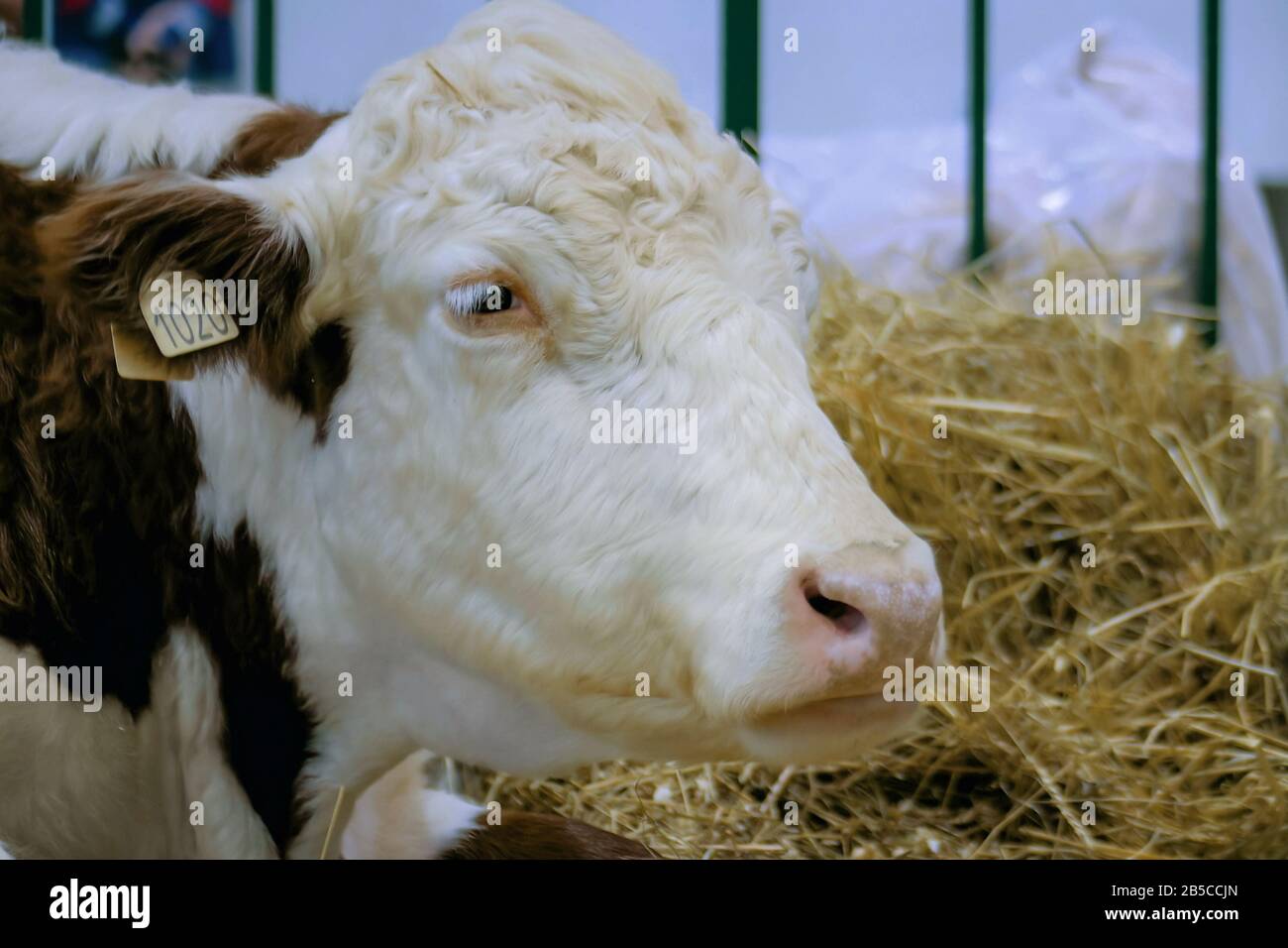 Mungitura di vacca alla mostra di animali agricoli, fiera - primo piano Foto Stock