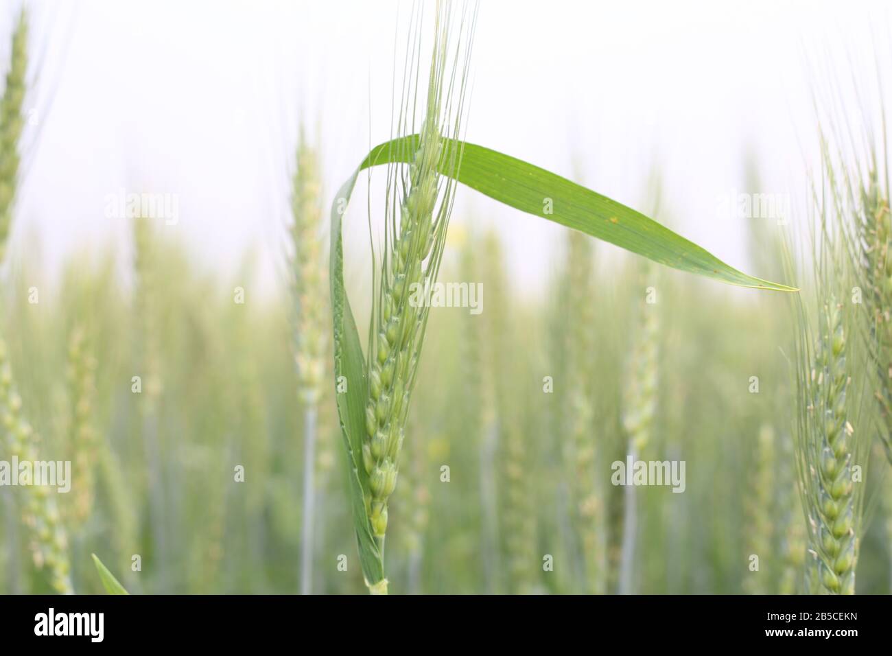 Piante verdi di grano invernale Foto Stock