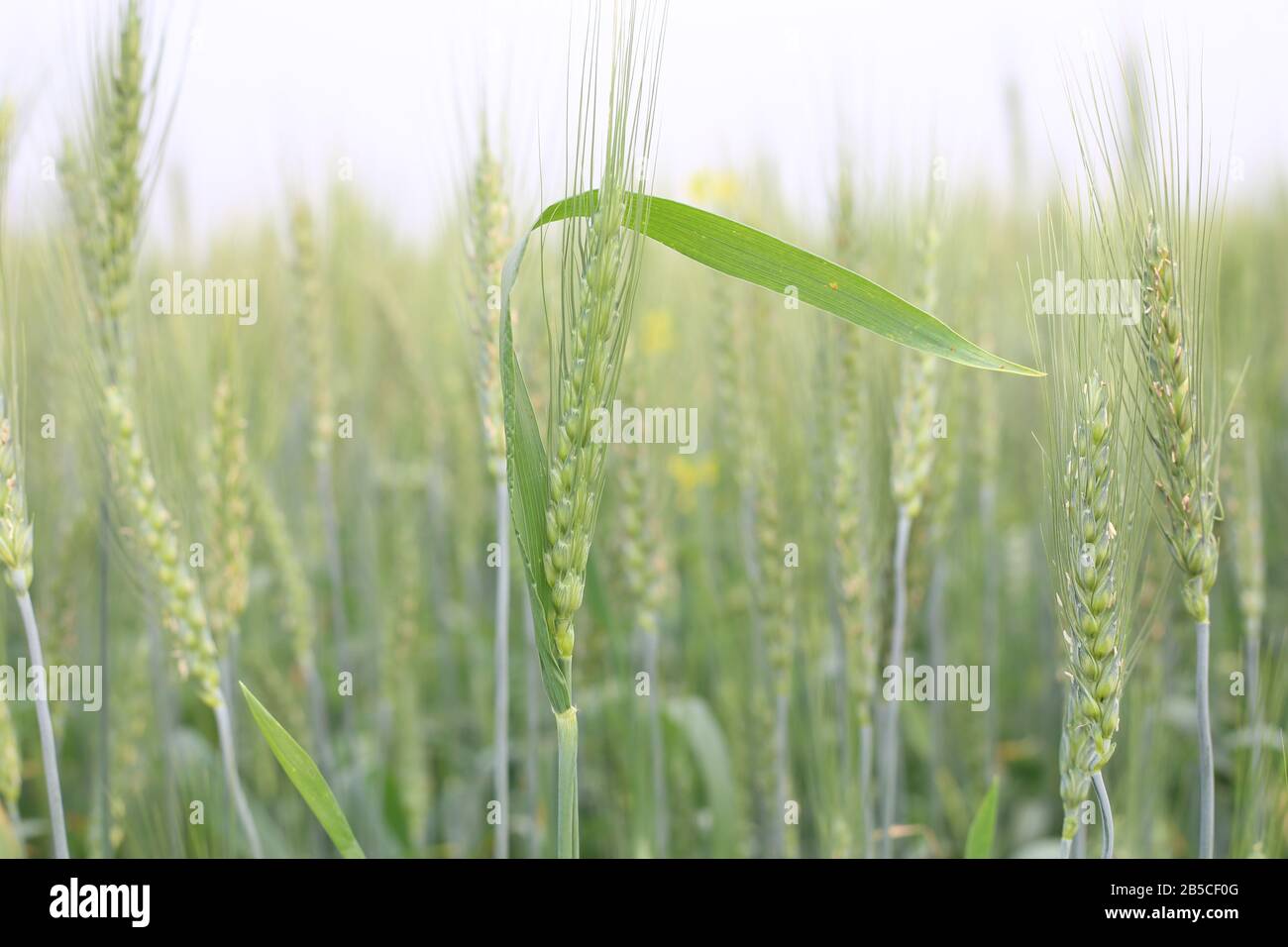 Campo di grano giovane all'inizio della primavera Foto Stock