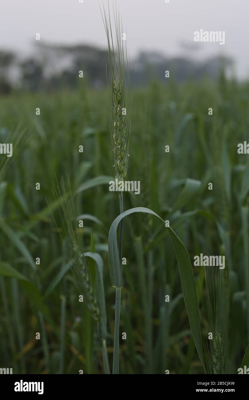 I Migliori Picchi Di Grano Verde Al Mondo Foto Stock