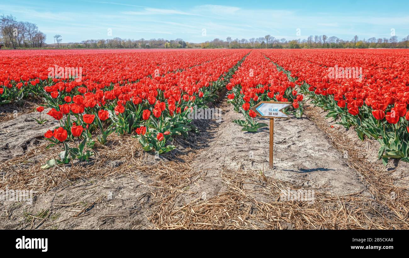 Campo con tulipani rossi dietro le dune della provincia di Noord-Holland nei Paesi Bassi Foto Stock