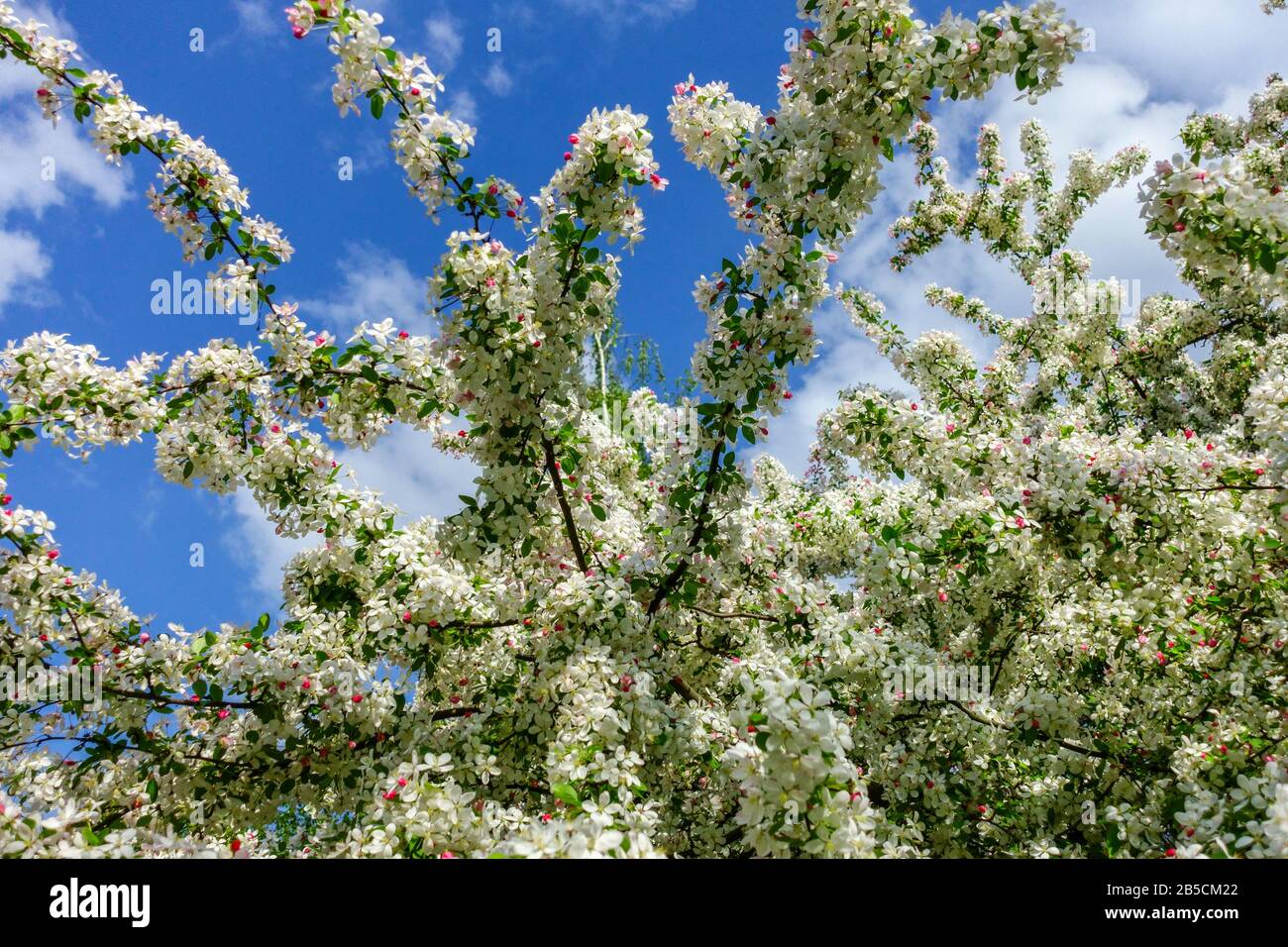 Albero di primavera in fiore, fiori di melo contro il cielo blu in giornata di sole Foto Stock