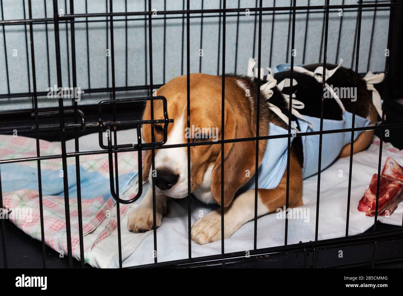 Bendaggio veterinario protettivo per cani dopo intervento chirurgico. Cane malato Beagle in una gabbia. Foto Stock