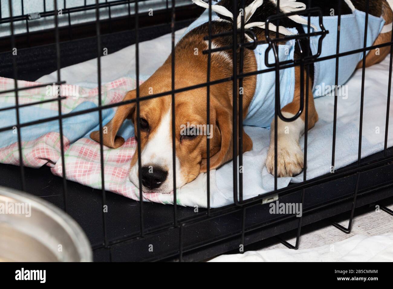 Bendaggio veterinario protettivo per cani dopo intervento chirurgico. Cane malato Beagle in una gabbia. Foto Stock
