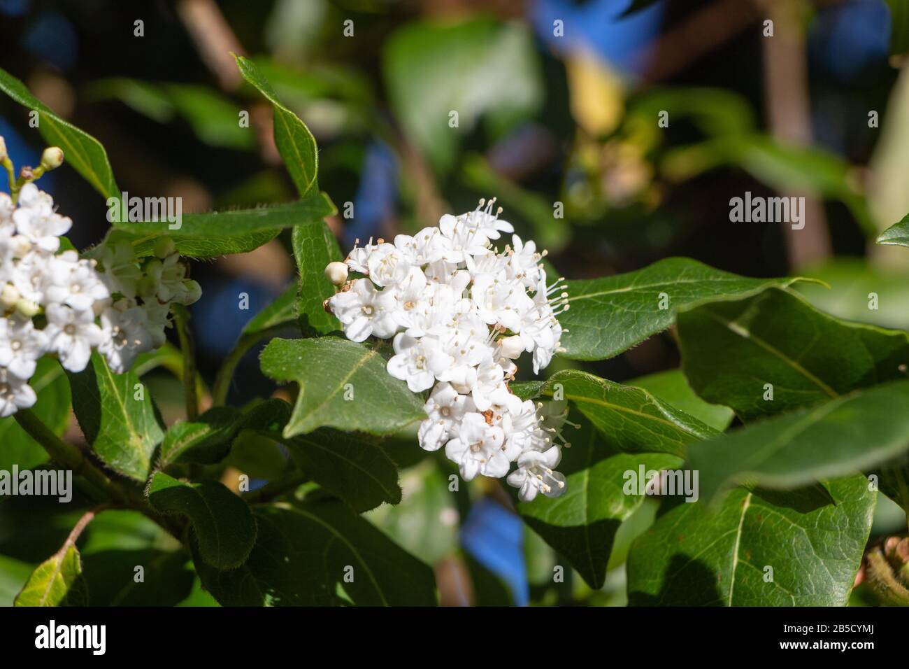 Fiori di privato giapponese in un giardino durante la primavera Foto Stock