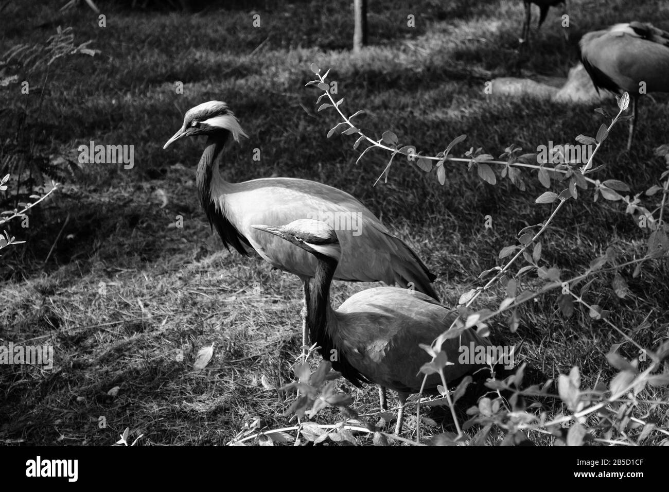 Fenicotteri nel parco naturale, uccelli selvatici Foto Stock