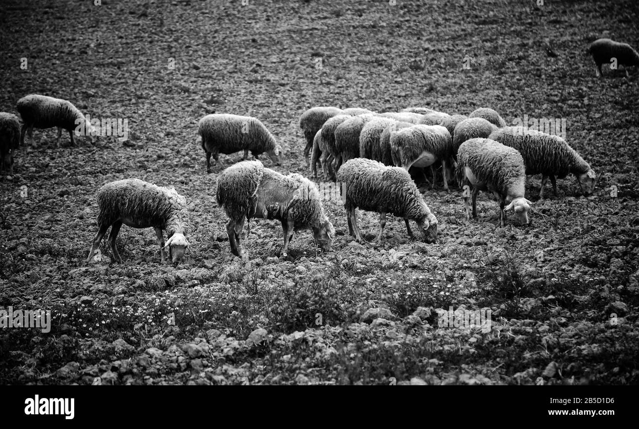 Ovini pascolare in campo, erbivori animali e natura Foto Stock