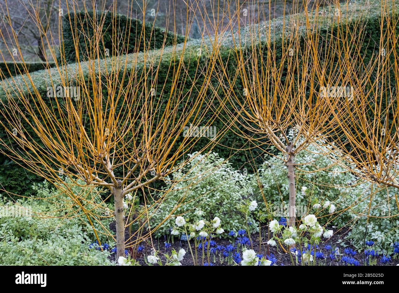 Esempio di copertura sempreverde Yew che fornisce struttura e colore in un giardino d'inverno o di primavera, marzo, Yorkshire, Inghilterra, Regno Unito Foto Stock
