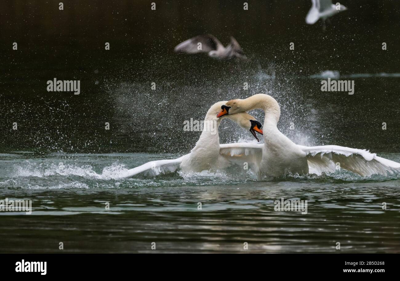 Coppia di White Mute Swans (Cygnus olor) in combattimento in acqua, uno attaccante e mordente l'altro, su un lago in primavera (marzo) nel West Sussex, Inghilterra, Regno Unito. Foto Stock
