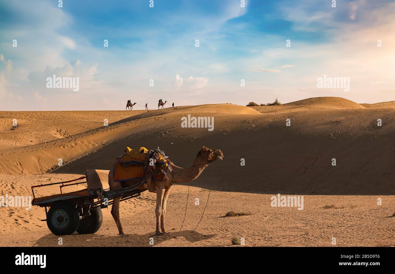 Cart di cammello al deserto di Thar Jaisalmer con turista godendo di un safari in cammello al tramonto Foto Stock