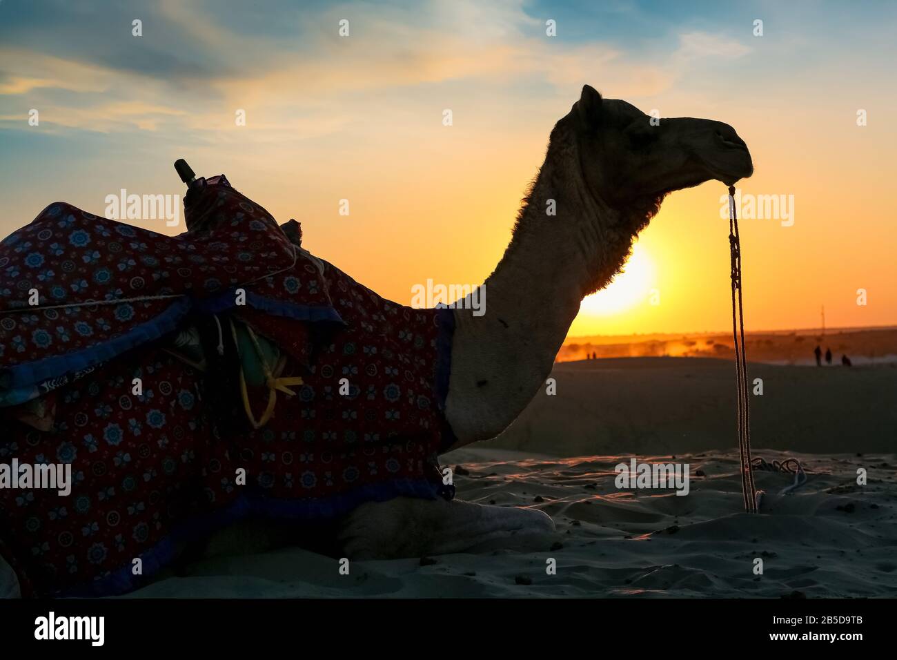 Cammelli utilizzati per safari turistici al tramonto al deserto di Thar Jaisalmer Rajasthan India Foto Stock