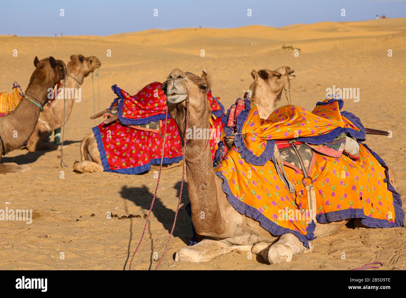 Cammelli utilizzati per safari turistici al deserto di Thar a Jaisalmer Rajasthan, India Foto Stock