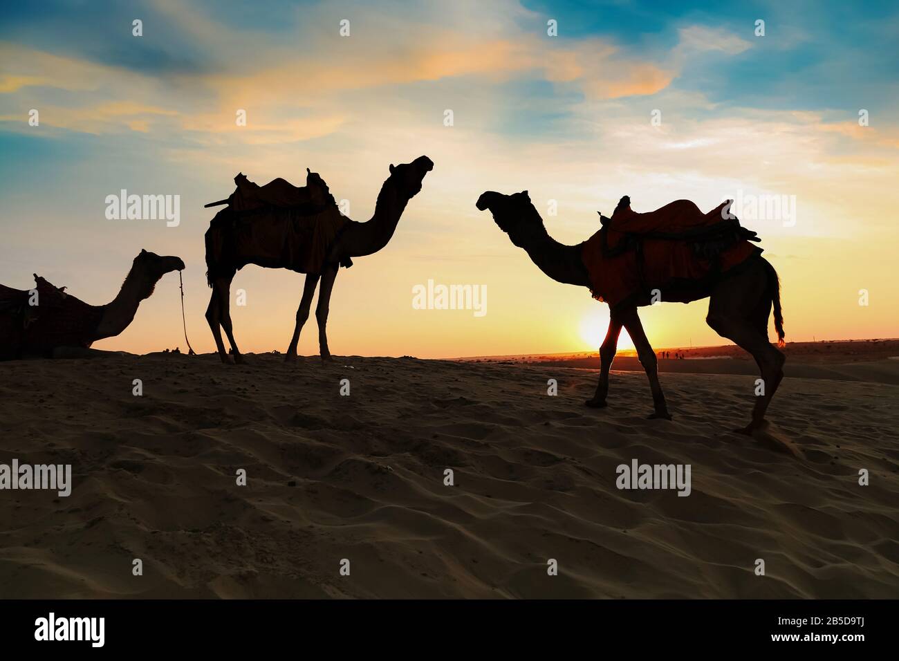 Cammelli utilizzati per safari turistici al tramonto al deserto di Thar Jaisalmer Rajasthan India Foto Stock