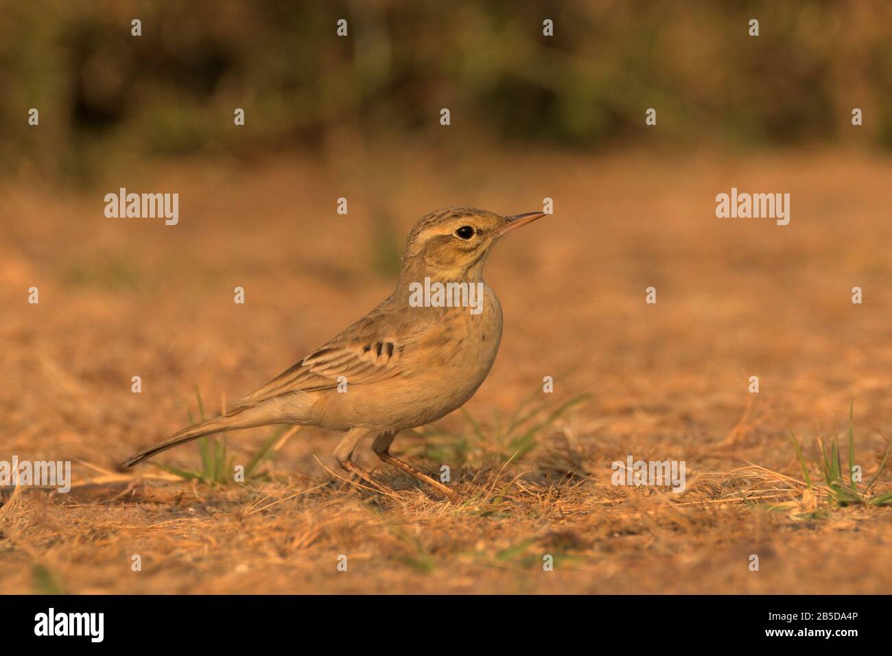 Il Tawny Pipit (Anthus campestris) Foto Stock