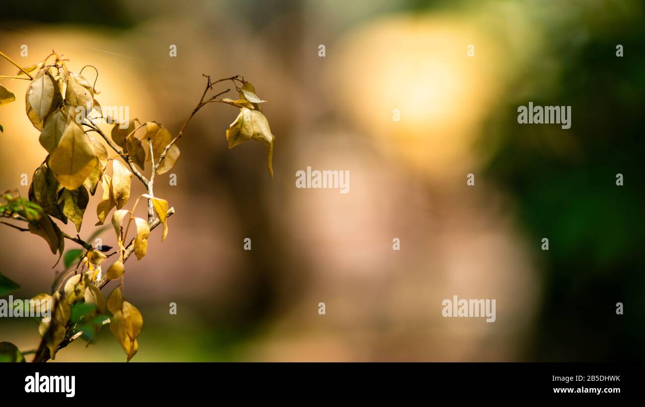 Il fiore cade sulla porta del Buddha e i fiori sono belli Foto Stock