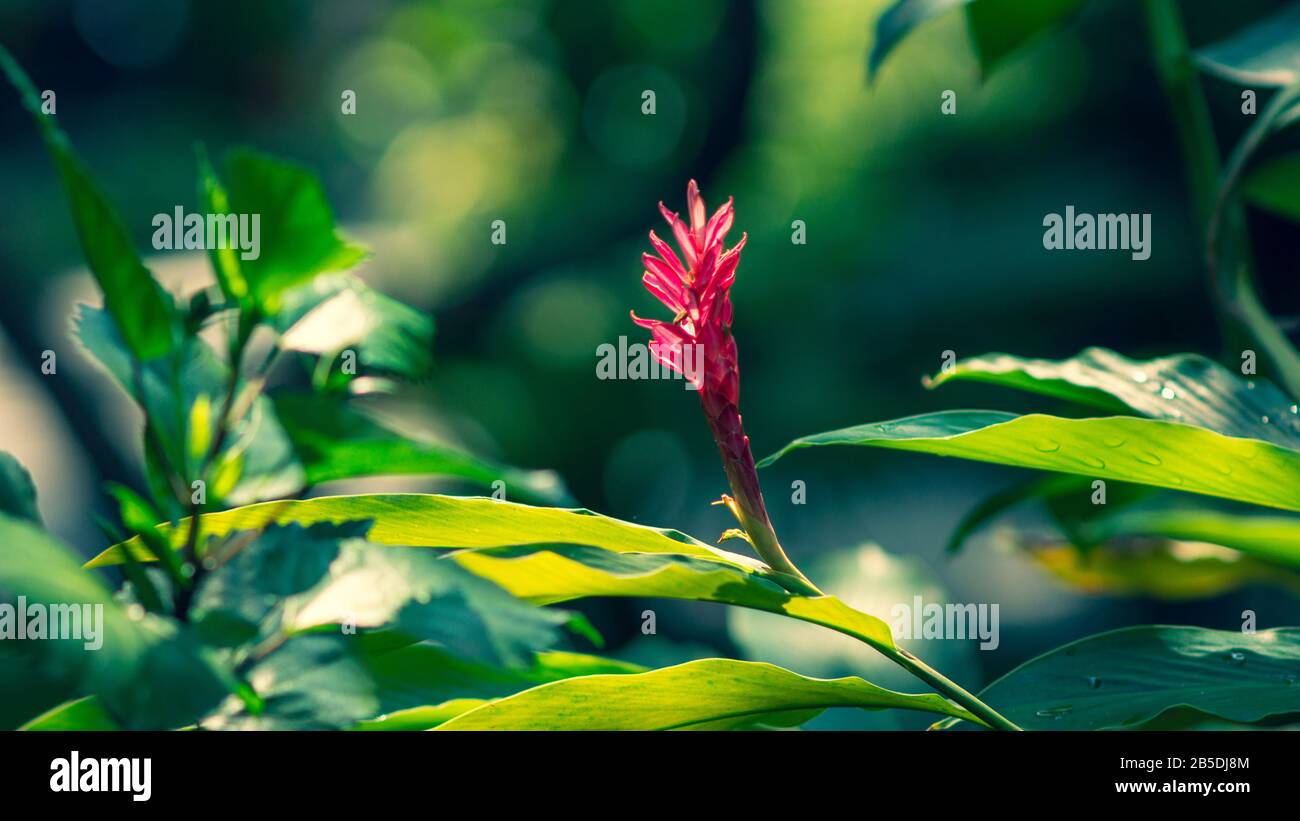 Il fiore cade sulla porta del Buddha e i fiori sono belli Foto Stock