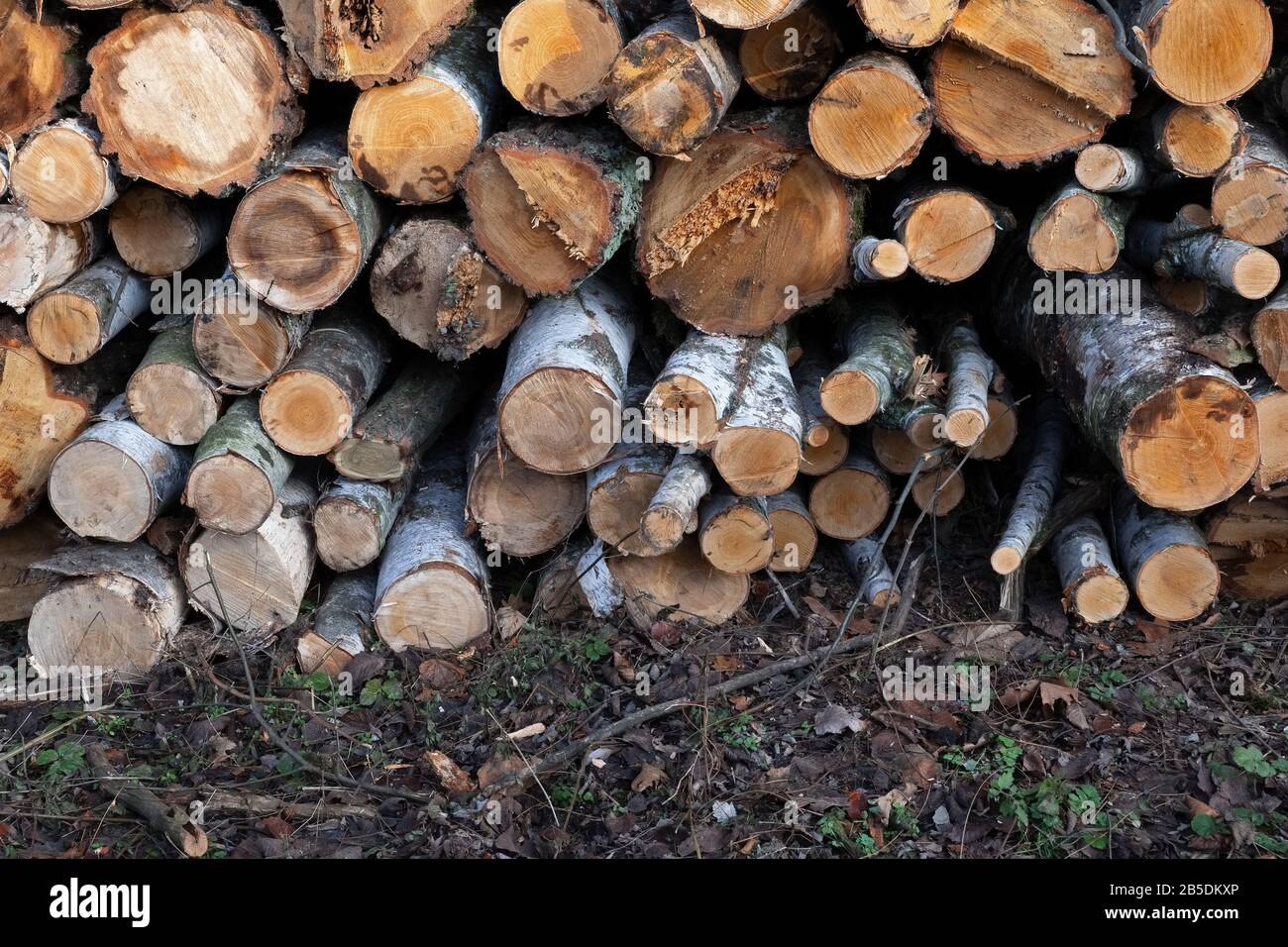 Gran mucchio di tagliare gli alberi di betulla logs nella foresta Foto Stock