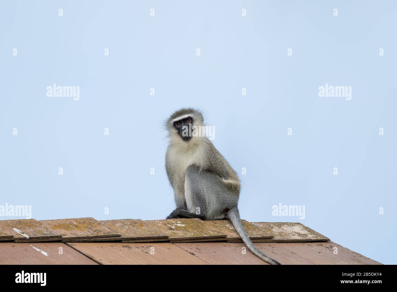 La scimmia vervet (Chlorocebus pygerythrus) si trova sul tetto di un edificio in un concetto di area urbana conflitto umano animale in Sudafrica Foto Stock