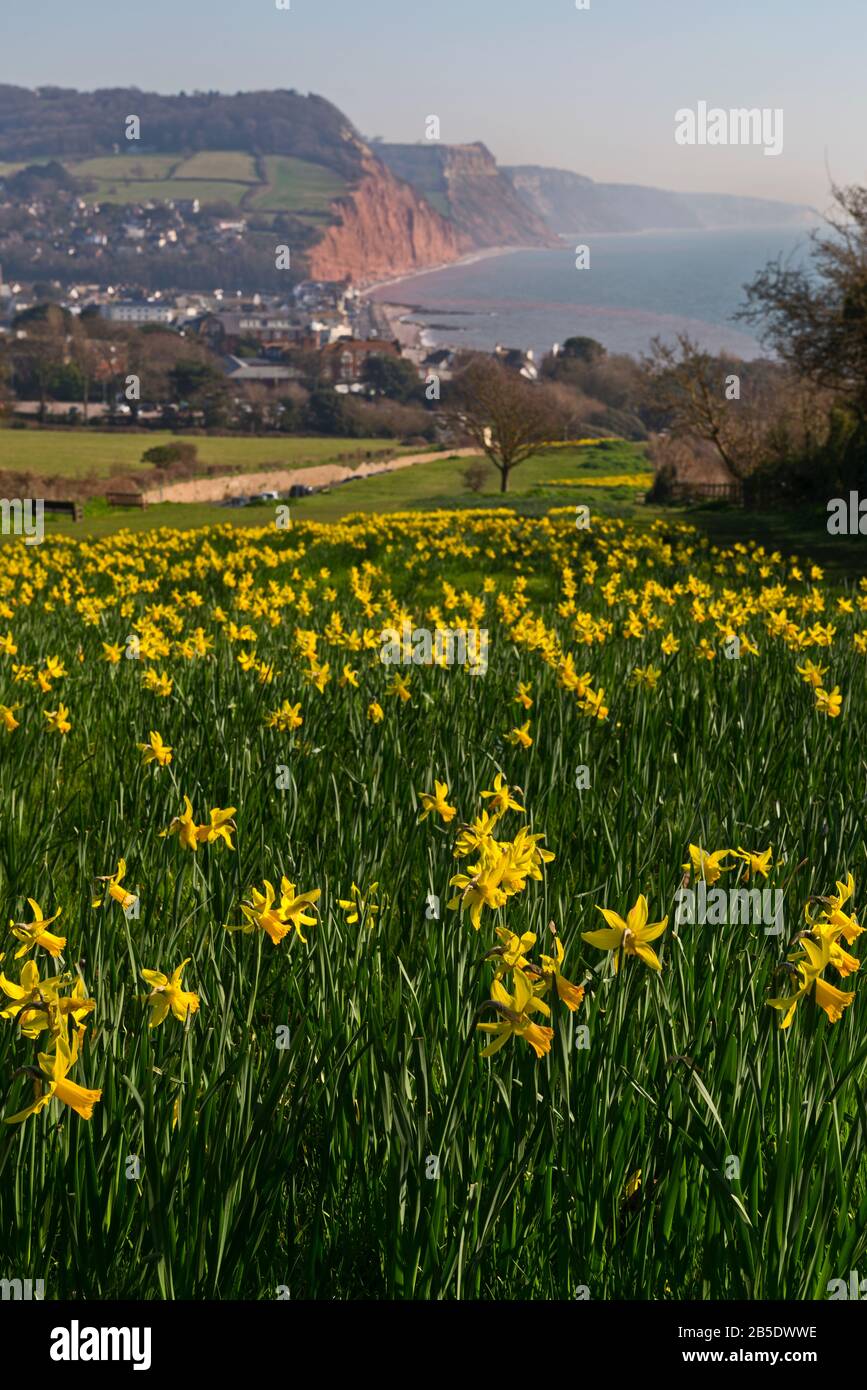 I narcisi su Peak Hill, Sidmouth, Devon, Regno Unito, hanno piantato come parte del Progetto Milione di lampadine che è stato ispirato da una ricerca da Keith Owen. Foto Stock