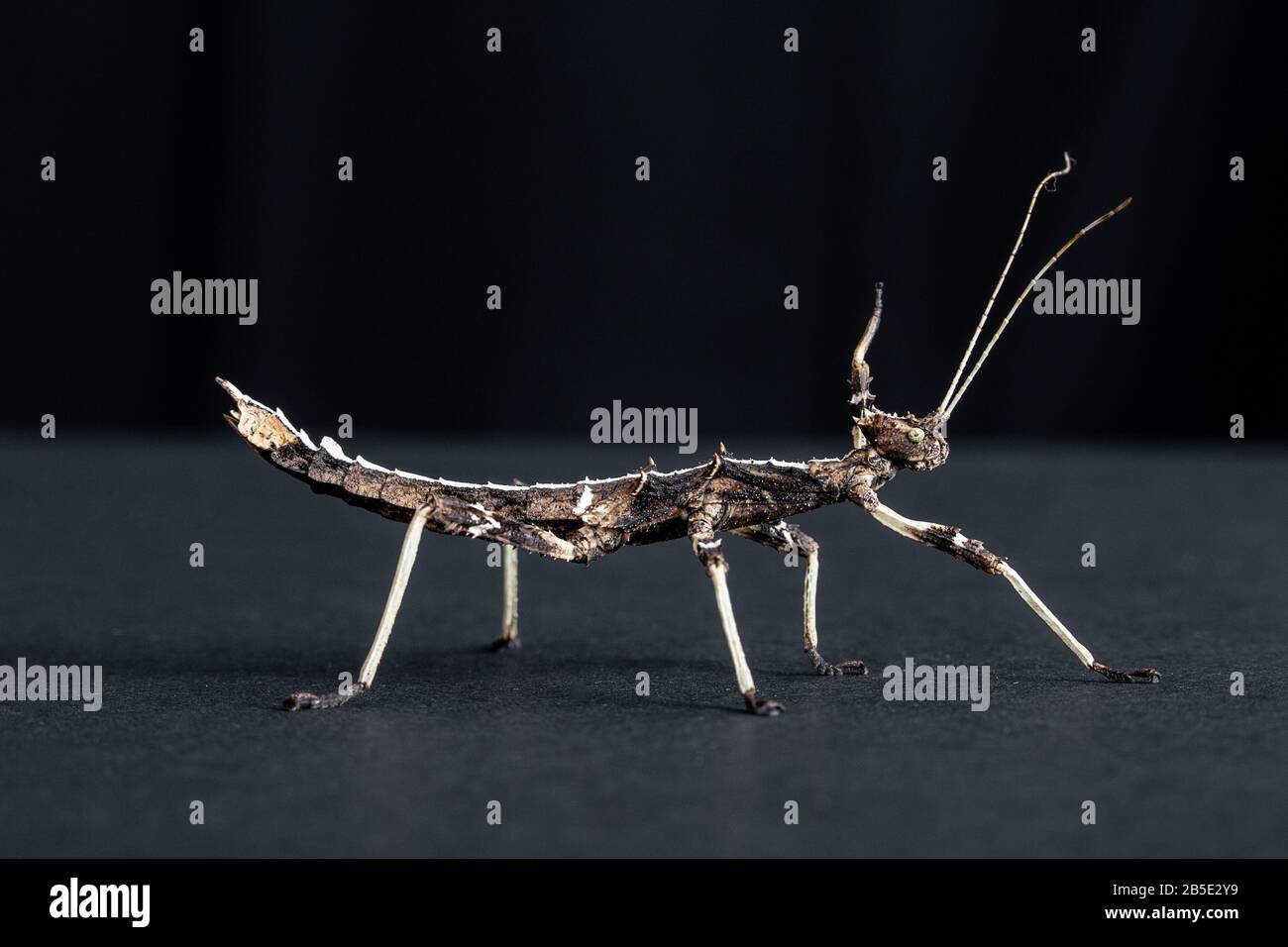 Sun Gaya Stick Insect su sfondo nero Foto Stock