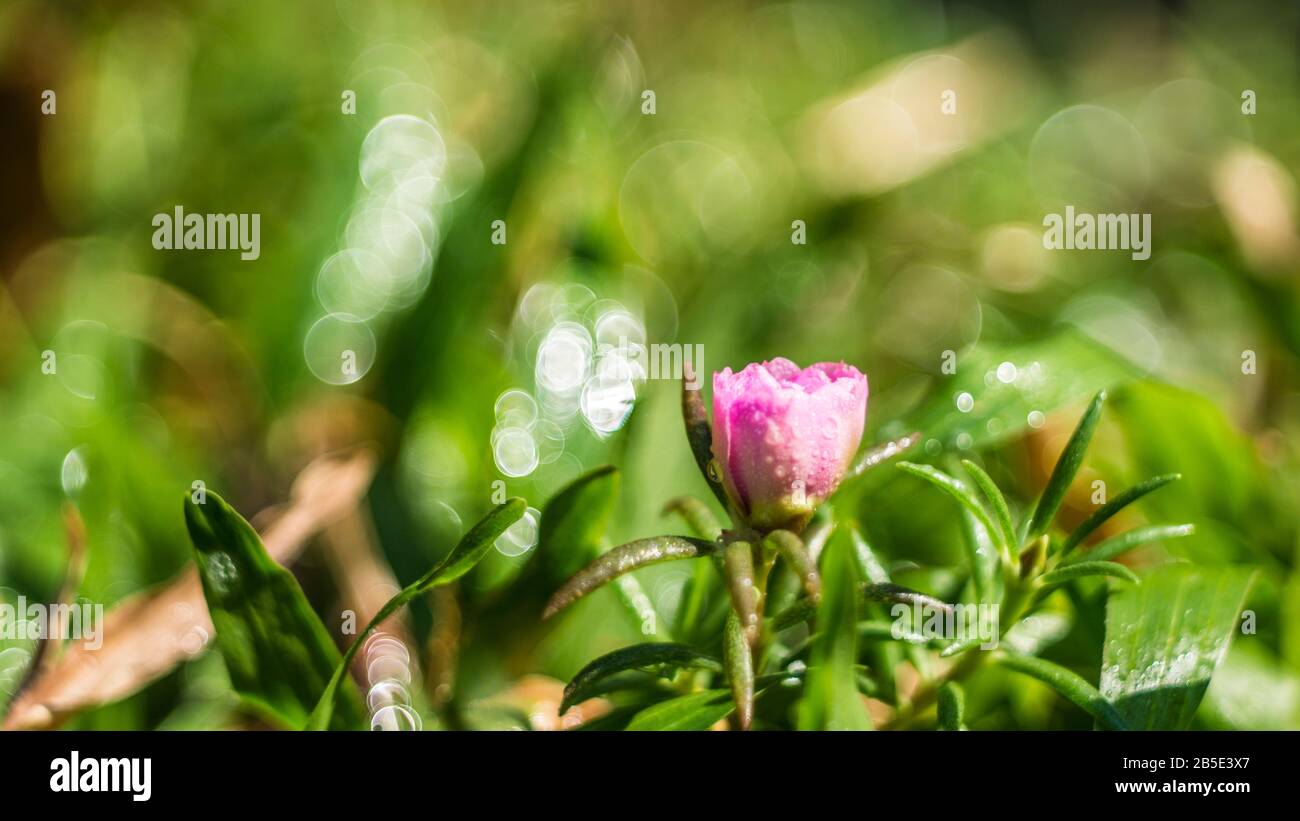 Il fiore cade sulla porta del Buddha e i fiori sono belli Foto Stock