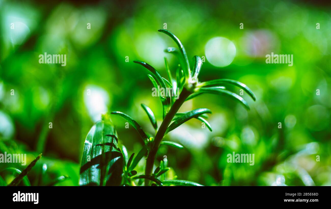 Il fiore cade sulla porta del Buddha e i fiori sono belli Foto Stock