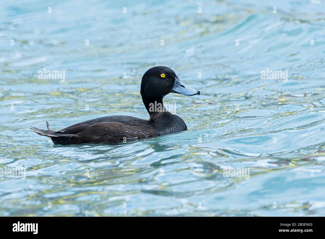 New Zealand scaup, Aythya novaeseelandiae, adulto maschio nuoto sul lago, Queenstown, Nuova Zelanda Foto Stock