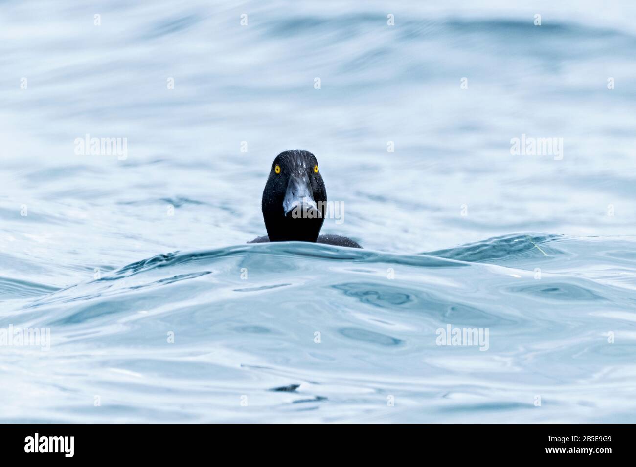 New Zealand scaup, Aythya novaeseelandiae, adulto maschio nuoto sul lago, Queenstown, Nuova Zelanda Foto Stock