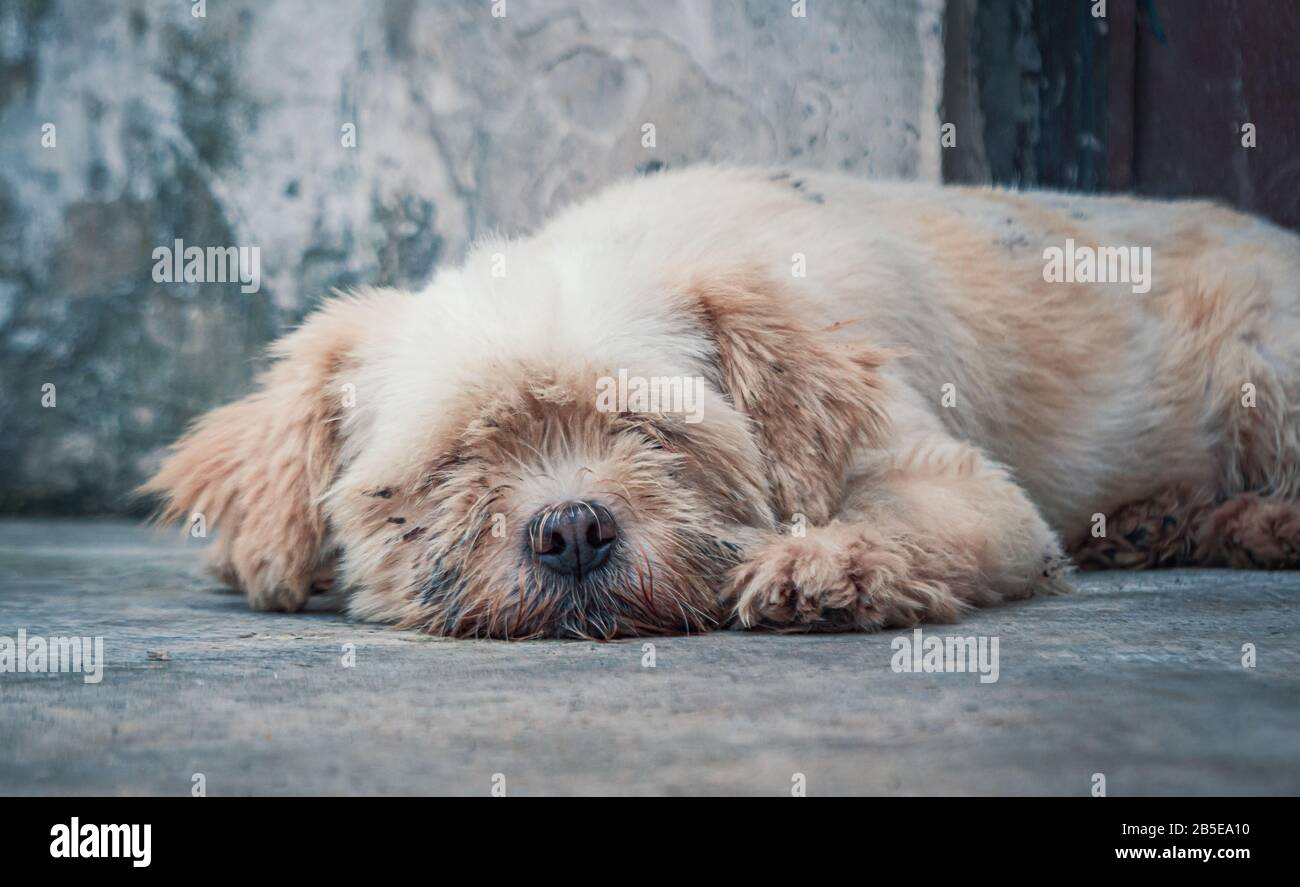 Cane vagante solitario che giace sul pavimento nel riparo, soffrendo la vita miserabile affamata, homelessness. Rifugio per il concetto di animali Foto Stock