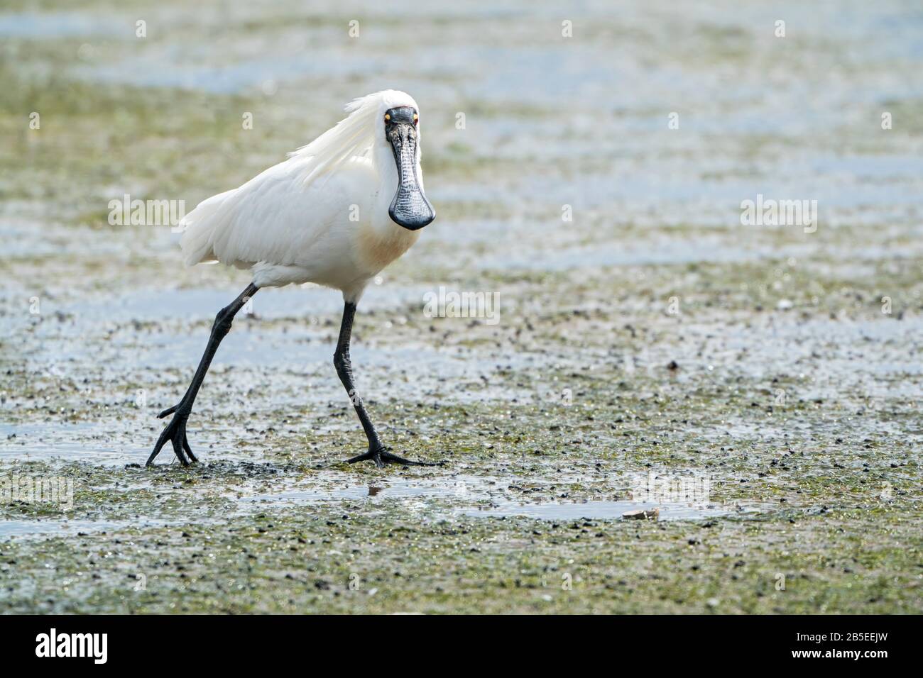 Royal Spoonbiull, Platalea regia, adulto alimentazione sulla spiaggia, testa di Taipoa, Nuova Zelanda Foto Stock