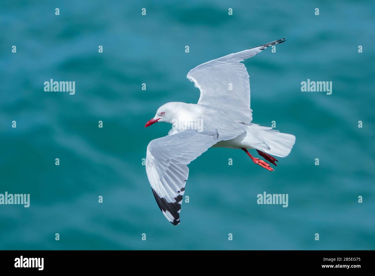 Gabbiano d'argento, Chromicocephalus novaehollandiae, adulto in volo, Nuova Zelanda Foto Stock