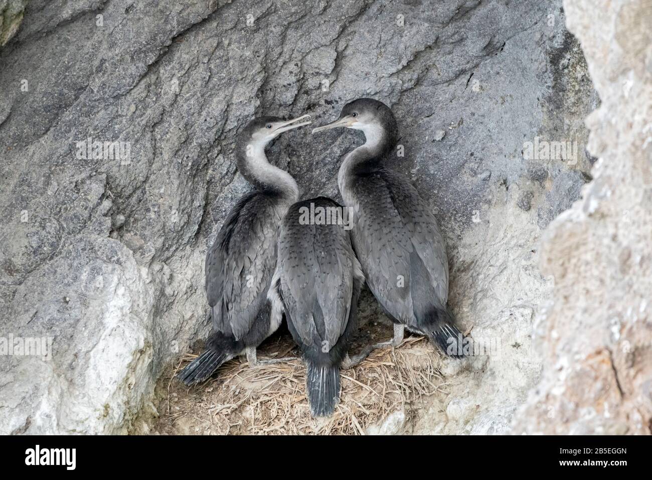 Avvistato shag, Phalacrocorax punctatus, pulcini al nido, testa di Taipoa, Nuova Zelanda Foto Stock