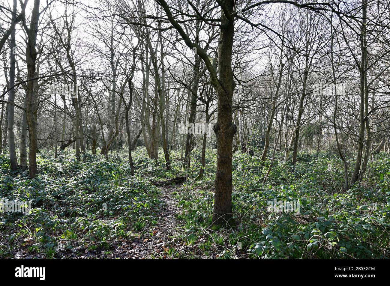 Woodland, Foot Cray Meadows, Foot Cray, Kent. REGNO UNITO Foto Stock