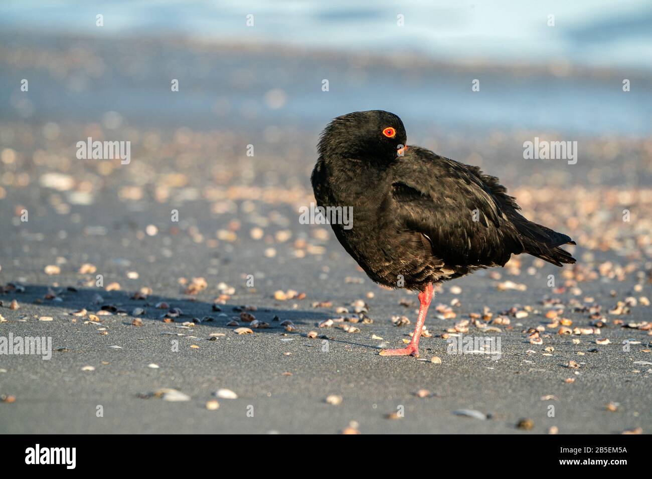 Variable Oystercatcher, Haematopus unicolor, adulto dormire sulla spiaggia, Nuova Zelanda Foto Stock