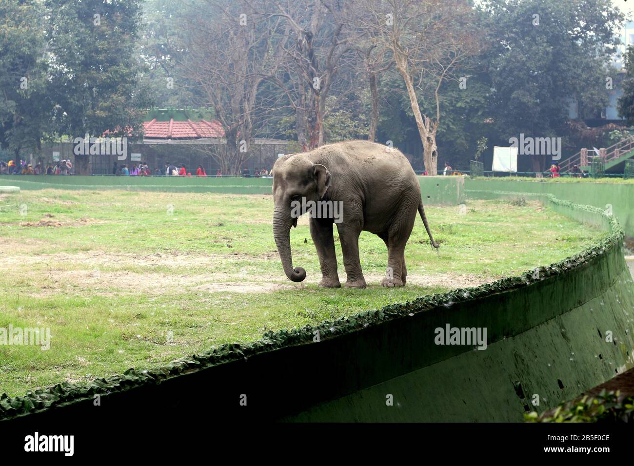 Un elefante allo zoo di kolkata. Foto Stock