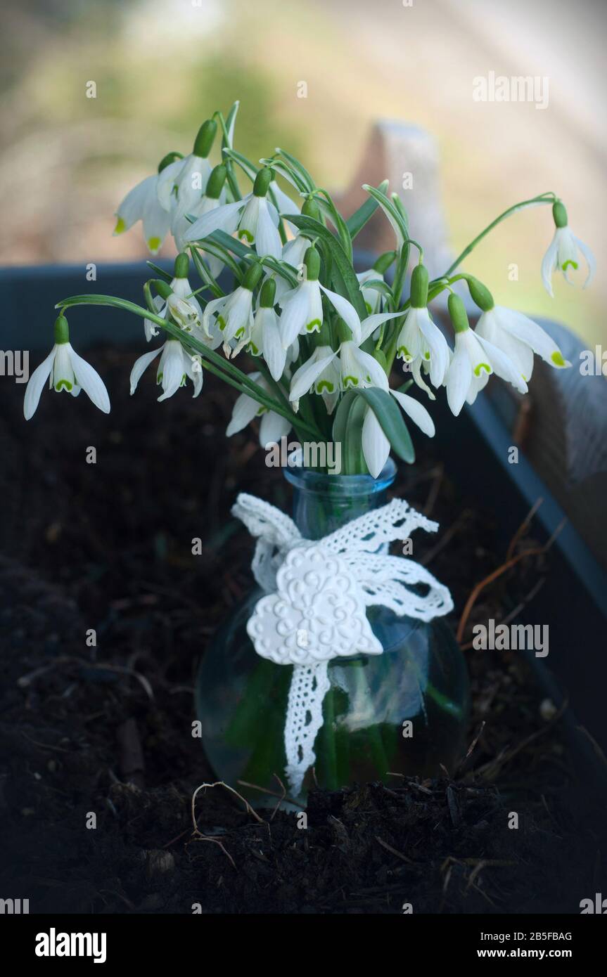 Bouquet di splendide gocce di neve in vaso di vetro. Prima primavera fiori. Regalo di gocce di neve Foto Stock