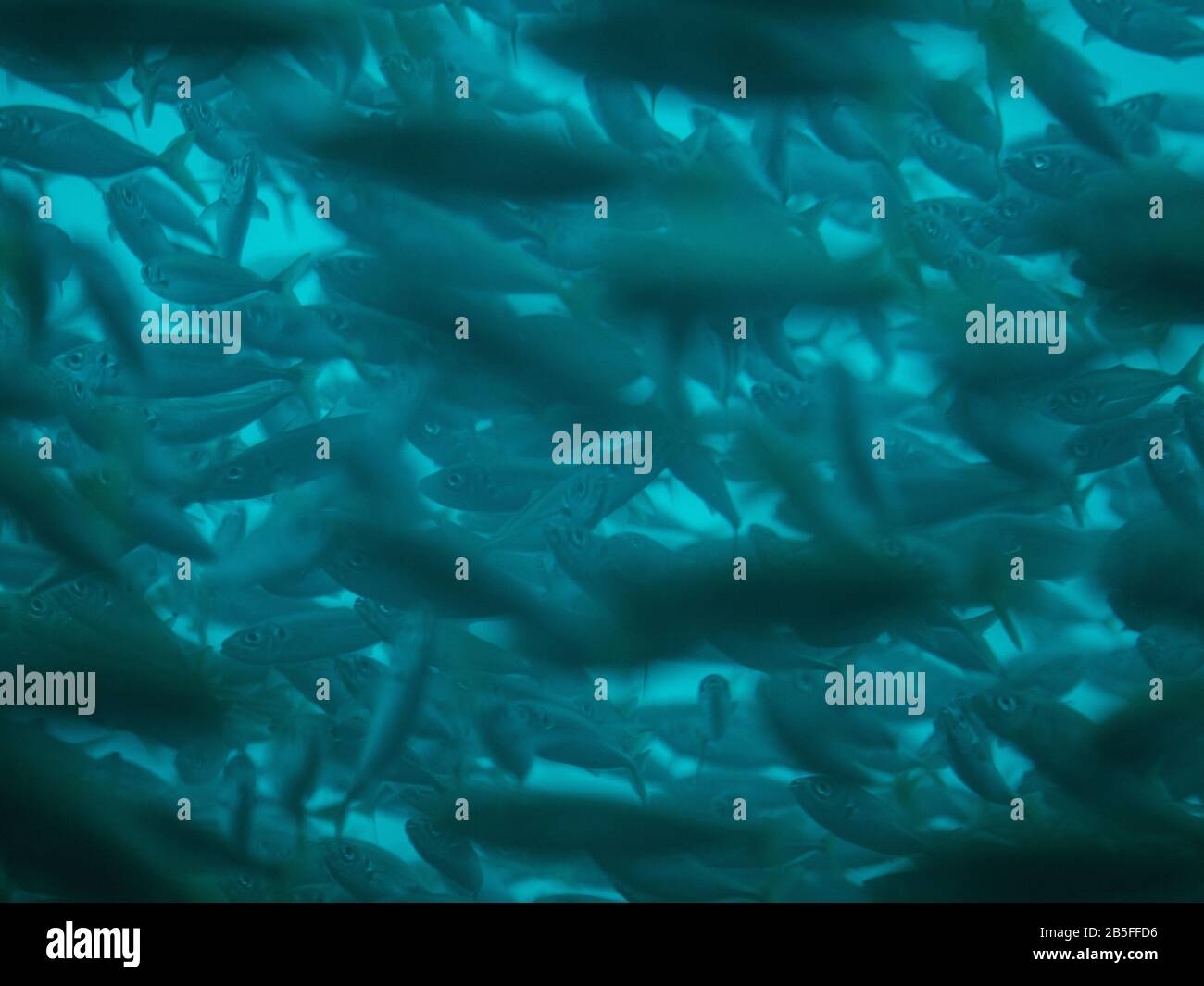 Una scuola di pesce nelle acque oceaniche in Australia Foto Stock