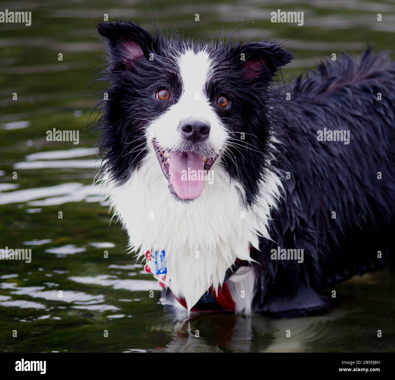 Collie di confine che si raffreddano nelle acque poco profonde del fiume Sagami, Prefettura di Kanagawa, Giappone Foto Stock