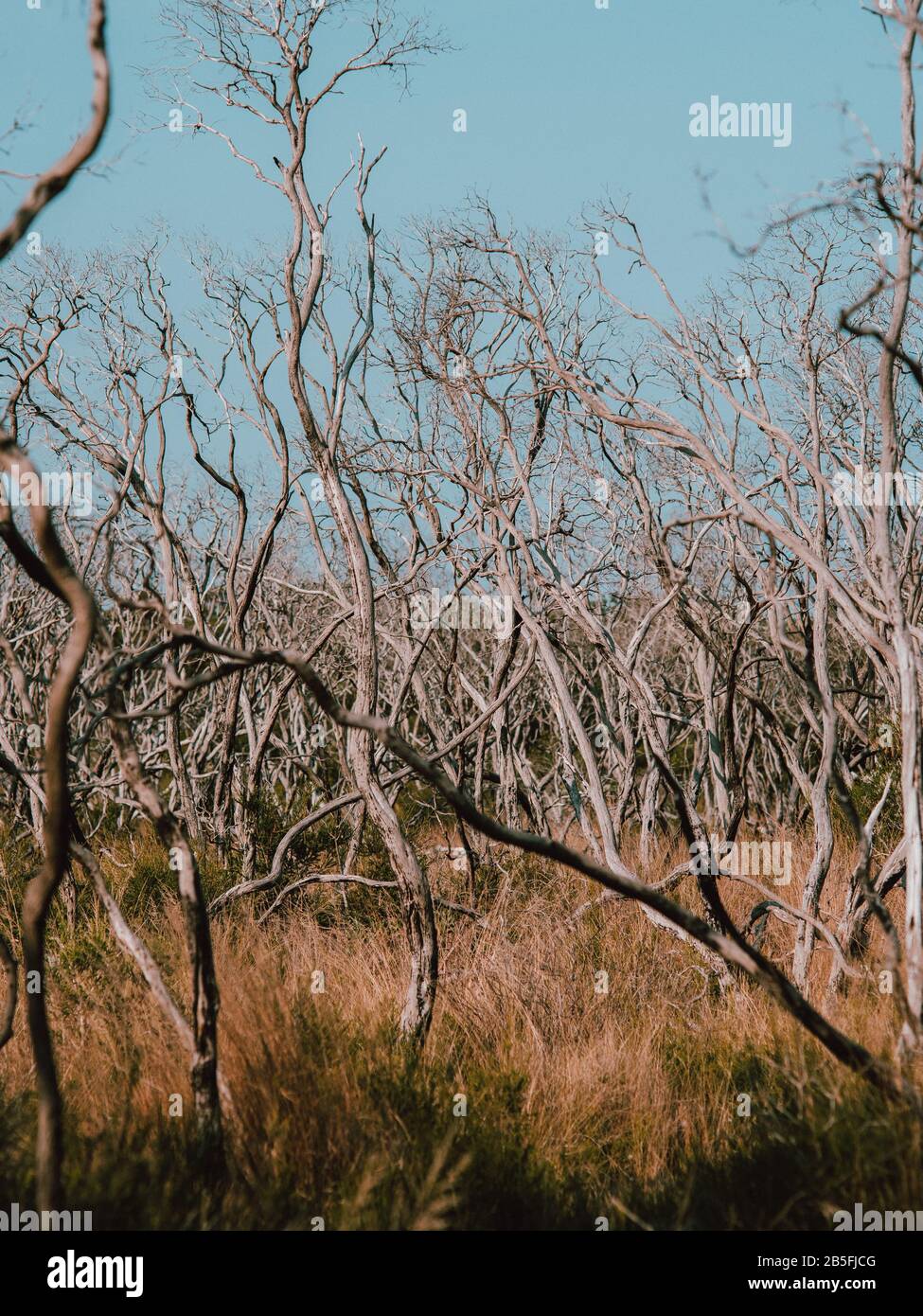 Una foresta priva di foglie, come prodotto di incendi boschivi in Australia occidentale Foto Stock