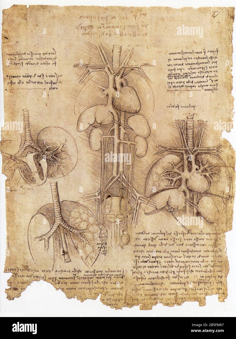 Leonardo da Vinci. Organi interni del torace e dell'addome con particolare attenzione al cuore, al sistema vascolare e ai polmoni. 1513 Foto Stock