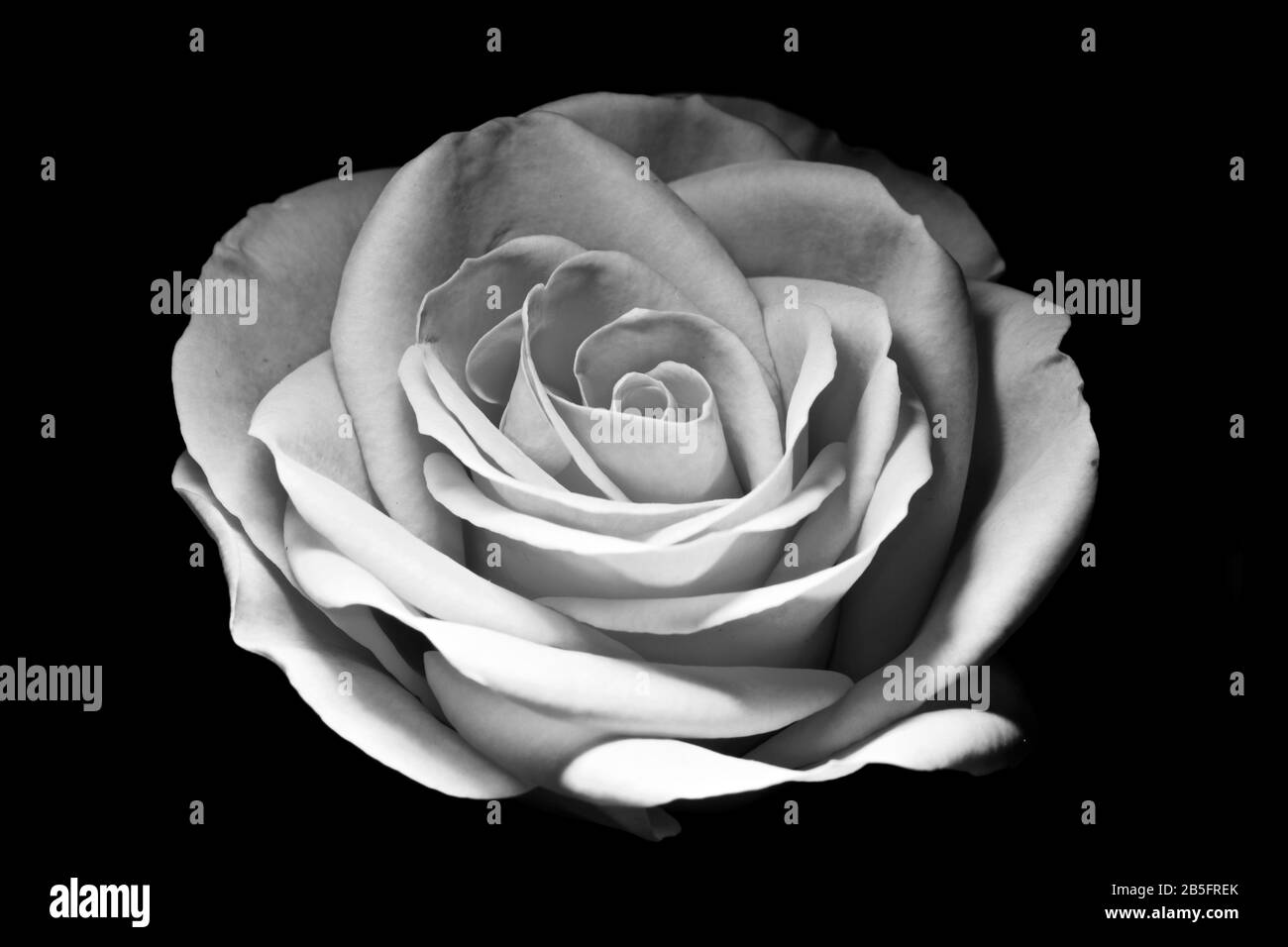 Splendida rosa in bianco e nero Foto Stock